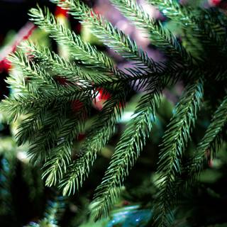 Outdoor Christmas trees wallpaper