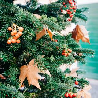 Outdoor Christmas trees wallpaper