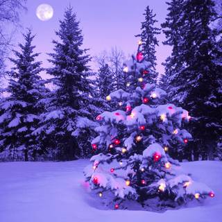 Outdoor Christmas trees wallpaper