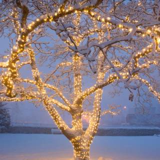 Outdoor Christmas trees wallpaper