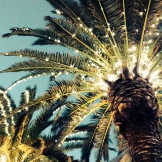 Christmas palm trees wallpaper