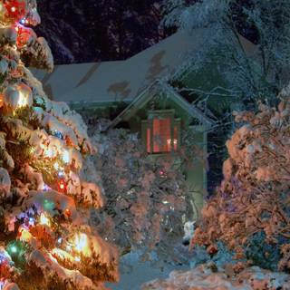 Outdoor Christmas trees wallpaper