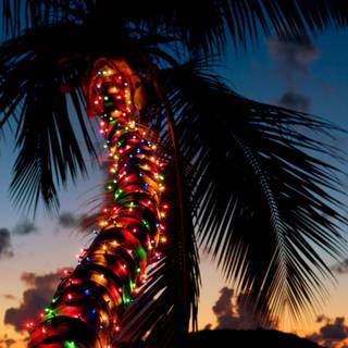 Christmas palm trees wallpaper