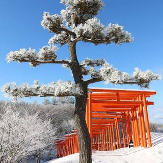 Tori gate winter wallpaper