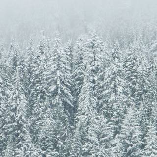 Preppy winter white wallpaper