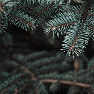 Christmas macro wallpaper