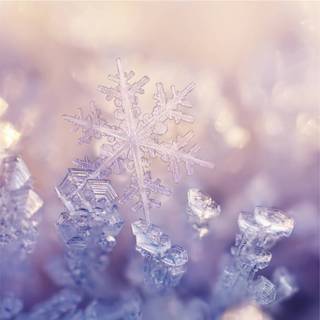 Pantone winter wallpaper