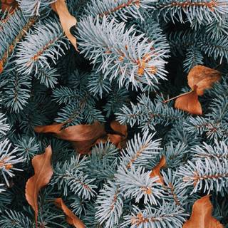 Christmas iPhone 14 Pro Max wallpaper