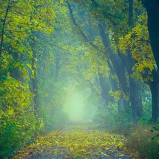 UHD spring wallpaper