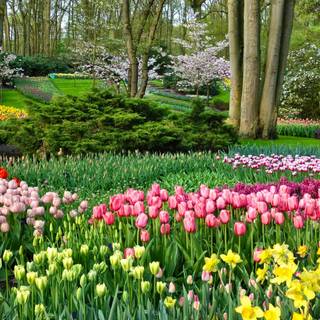 UHD spring wallpaper