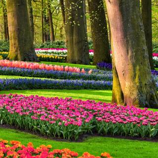 UHD spring wallpaper