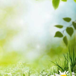 UHD spring wallpaper