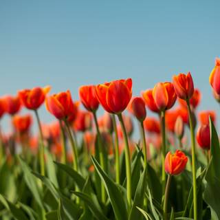 UHD spring wallpaper