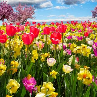 UHD spring wallpaper