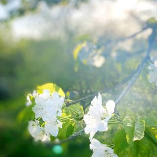 UHD spring wallpaper