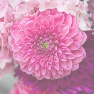 Spring flower phone wallpaper