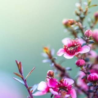 UHD spring wallpaper