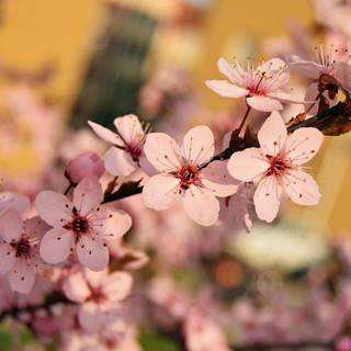 UHD spring wallpaper