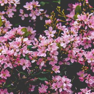 Spring flower phone wallpaper