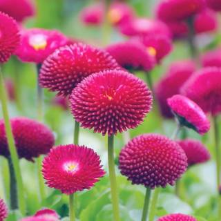 Spring flower phone wallpaper