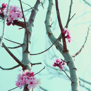 UHD spring wallpaper