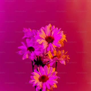 Spring flower phone wallpaper