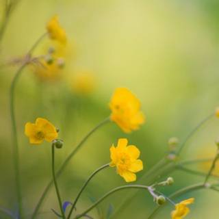 Spring flower phone wallpaper