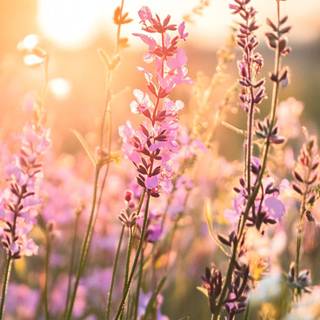 Spring flower phone wallpaper