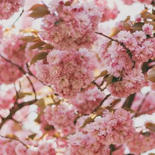 Spring flower phone wallpaper