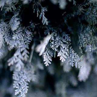 Simple winter iPhone wallpaper
