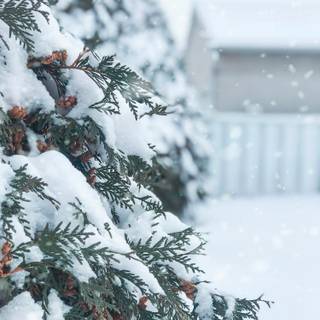 Christmas snow trees wallpaper