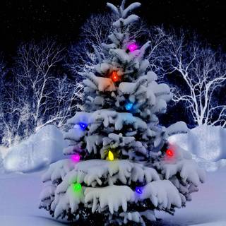 Christmas snow trees wallpaper