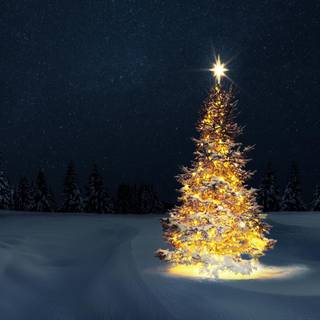 Christmas snow trees wallpaper