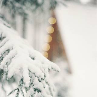 Christmas snow trees wallpaper