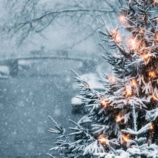 1920x1080 Christmas tree winter wallpaper