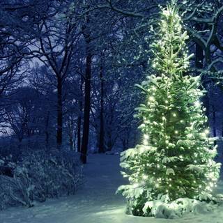 1920x1080 Christmas tree winter wallpaper