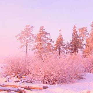 Cozy winter pink wallpaper