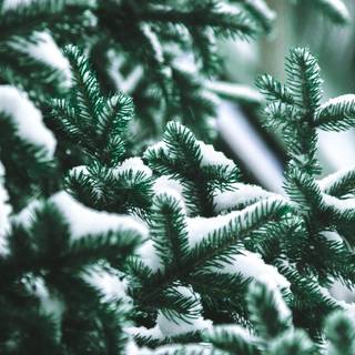 Xmas winter iPhone wallpaper