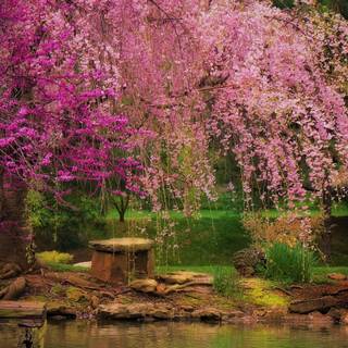 Spring trees 4k wallpaper