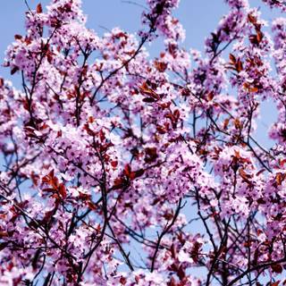 Spring trees 4k wallpaper