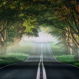 Spring trees 4k wallpaper