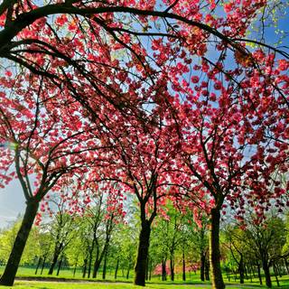 Spring trees 4k wallpaper