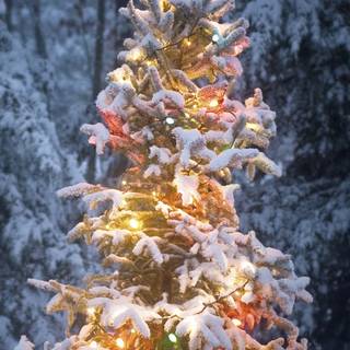 Xmas winter iPhone wallpaper