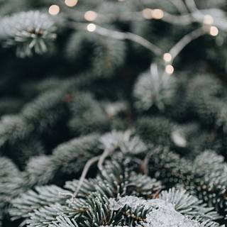 Xmas winter iPhone wallpaper