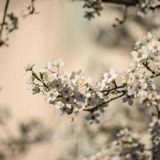 Spring trees 4k wallpaper