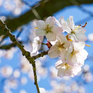 Spring trees 4k wallpaper