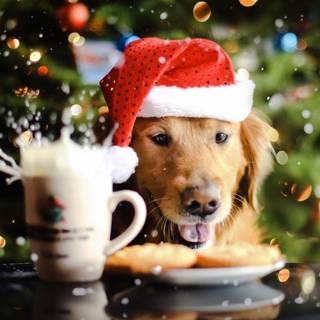 Christmas dog desktop wallpaper