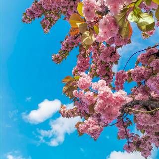 Spring trees 4k wallpaper