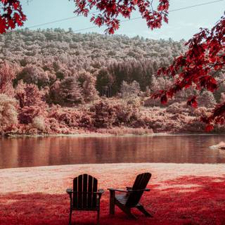 Spring trees 4k wallpaper