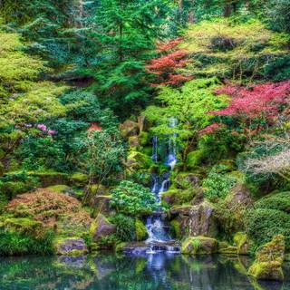 Spring trees 4k wallpaper